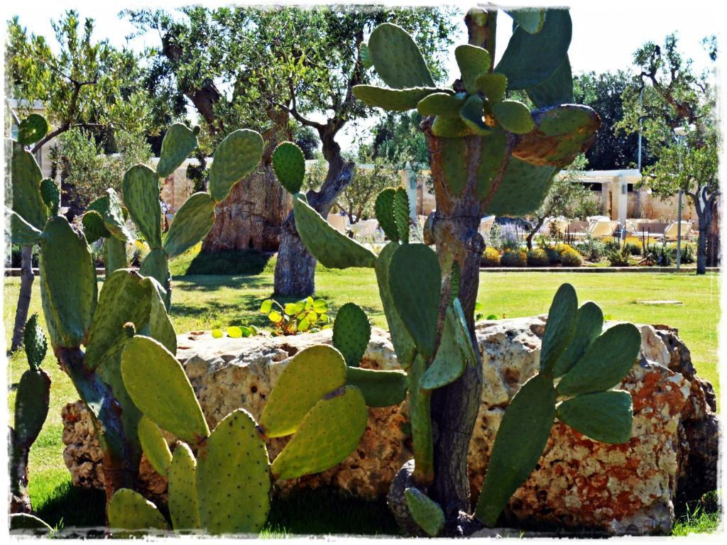 Masseria Torre Del Diamante Torre Canne Exteriér fotografie